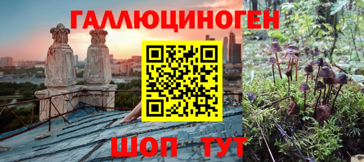 Волжск  Псилоцибиновые грибы Psilocybe  что такое   Вход с VPN 